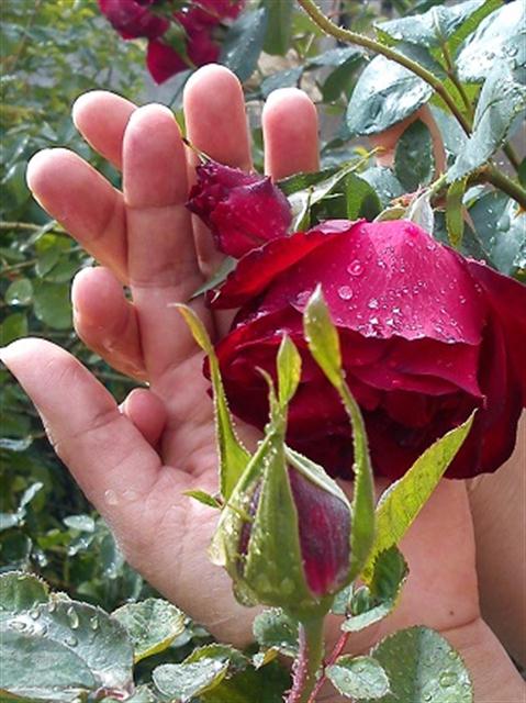 تصویر پرسش و پاسخ گیاه